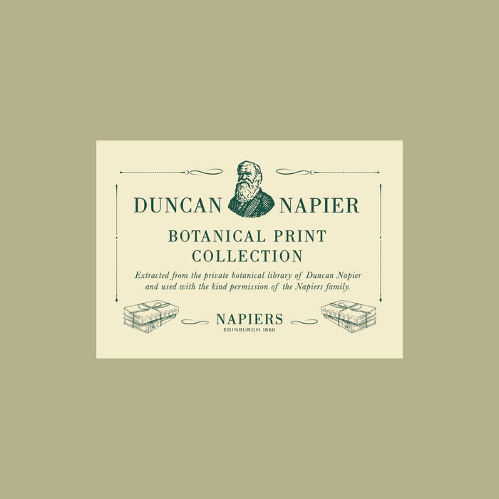 Eco-friendly A3 Punica Granatum botanical print by Napiers, recycled art ideal for stylish sustainable home decor lovers.