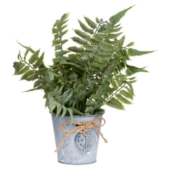 Sage Fern In Tin Pot