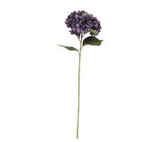 Antique Purple Giant Hydrangea Stem