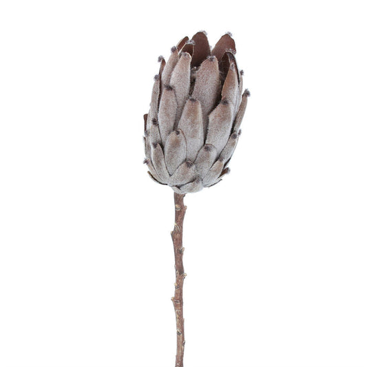 Gisela Graham Antique Brown Protea Stem