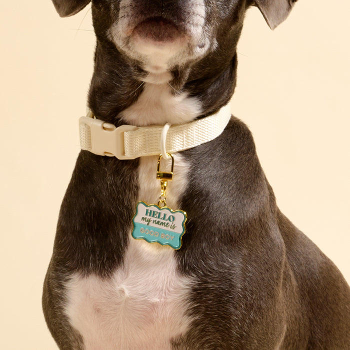 A dog models The Darling Effect’s Good Boy Pawfect Collar Charm—a chic gold and turquoise tag—paired with a white collar, showcasing stylish pet accessories against a neutral backdrop.