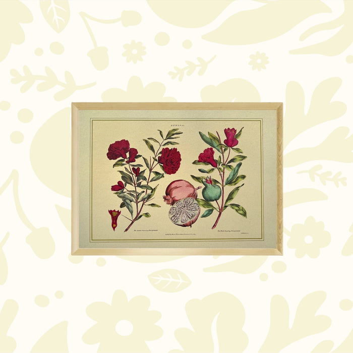 Eco-friendly Napiers Punica Granatum A3 wall art—botanical decor crafted from recycled agricultural waste, sustainable print.