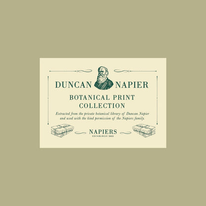 Eco-friendly A3 Punica Granatum botanical print by Napiers, recycled art ideal for stylish sustainable home decor lovers.