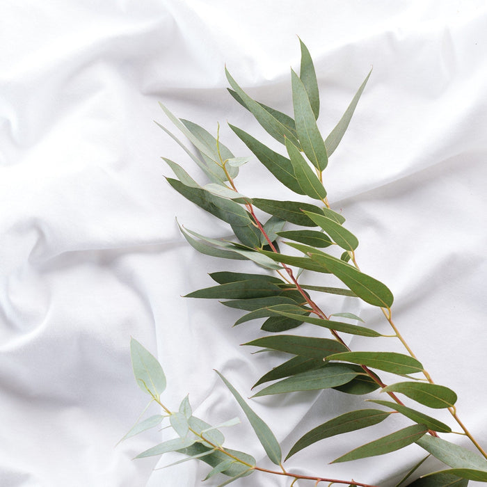Nature Tencel Mattress Protector tex blanca