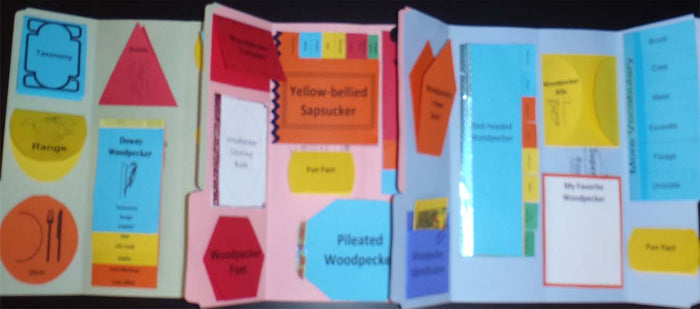 North American Woodpeckers Lapbook