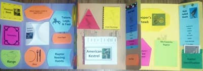 Raptors: Birds of Prey Lapbook