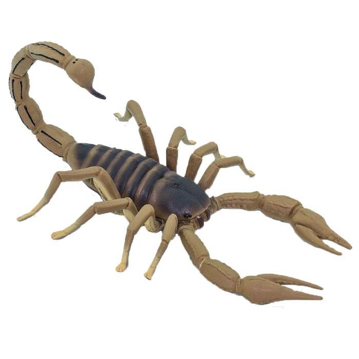 Scorpion, Large