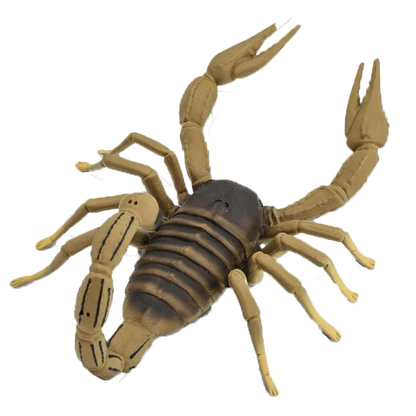 Scorpion, Large