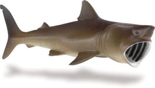 Shark, Basking
