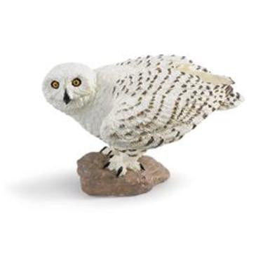 Snowy Owl