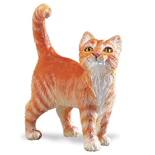 Tabby  Cat