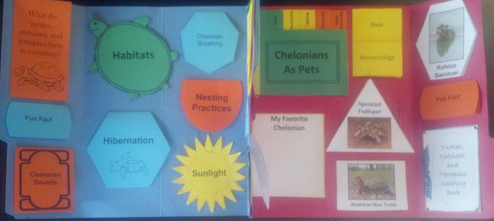 Turtles, Tortoises, and Terrapins Lapbook